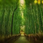 kyoto bamboo garden