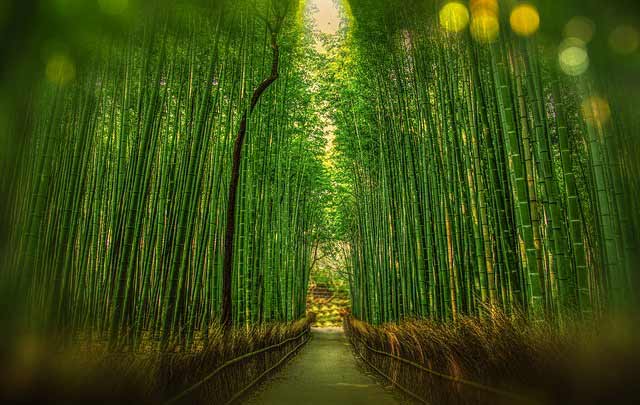 kyoto bamboo garden
