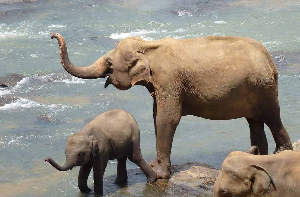 sri-lanka elephants